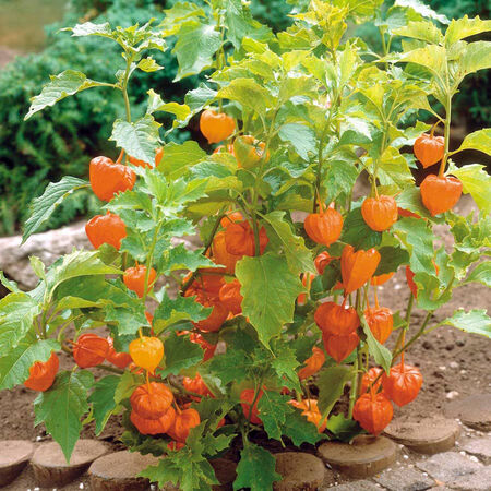 Little Lanterns, Husk Cherry Seeds - Packet image number null